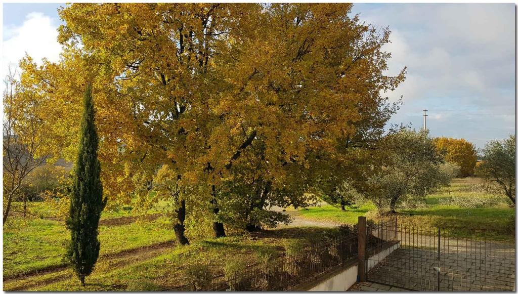 Holiday home in Cortona - Toskana 30389 - 2
