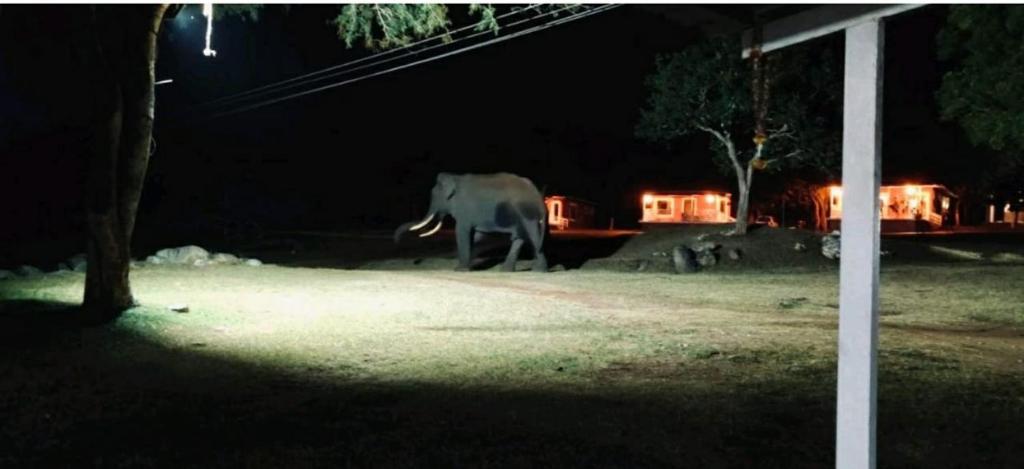 The Wild Fo'rest Resorts photo