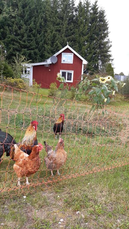 Stuga Åsnagård, Torsby