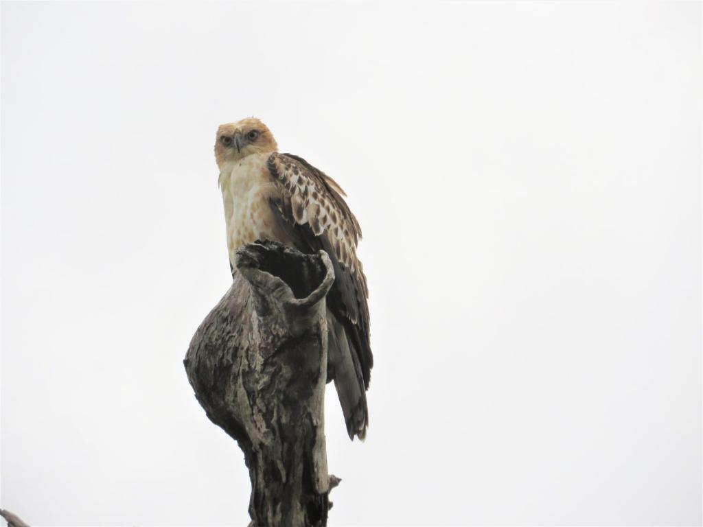 アクティビティ