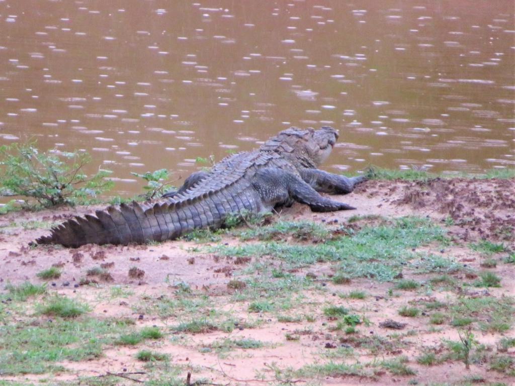 アクティビティ