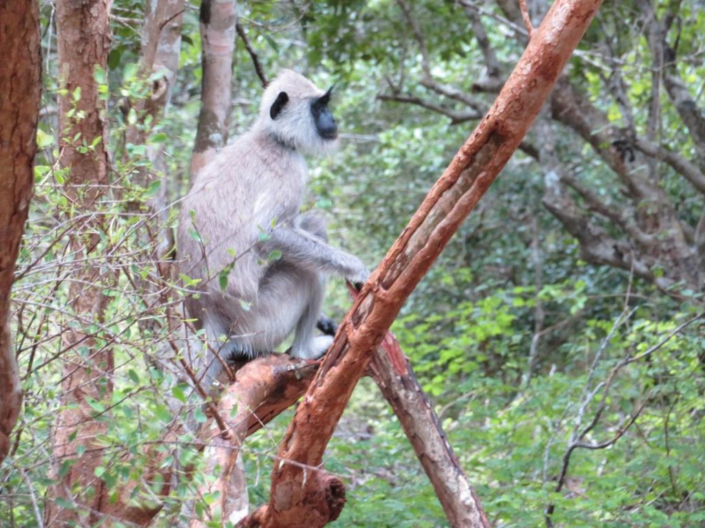 アクティビティ