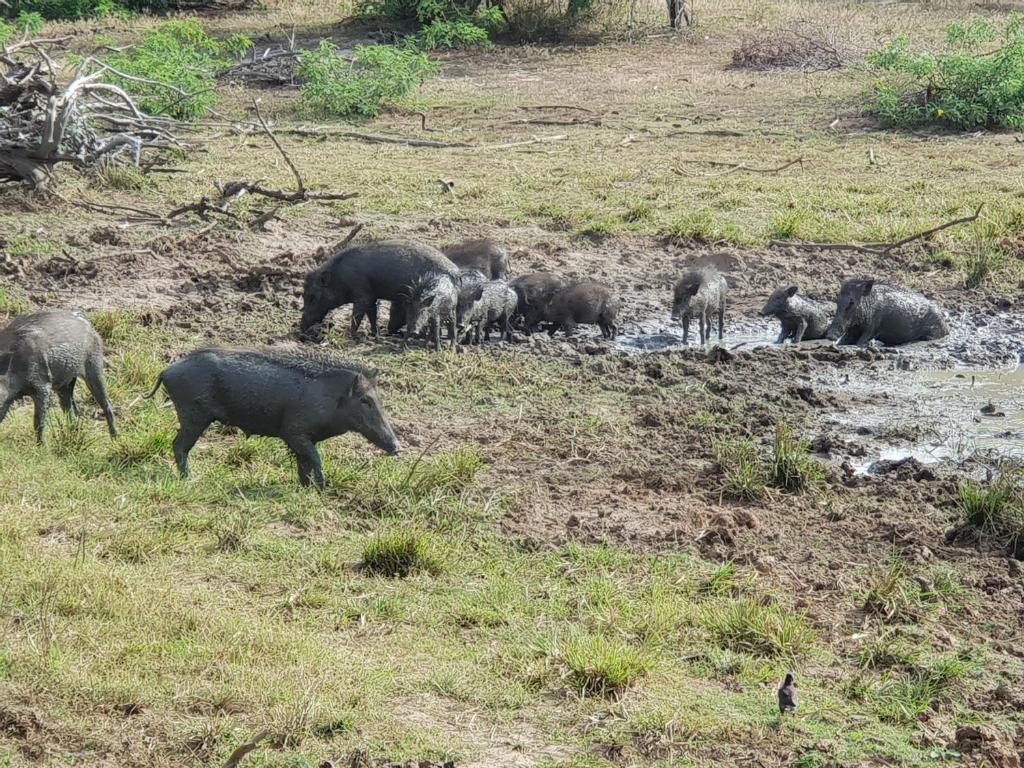 アクティビティ