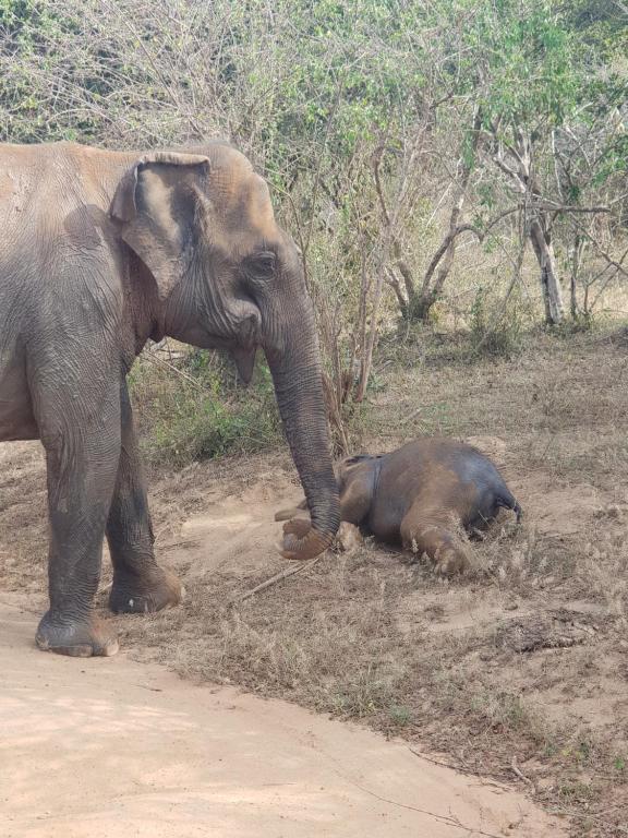 アクティビティ