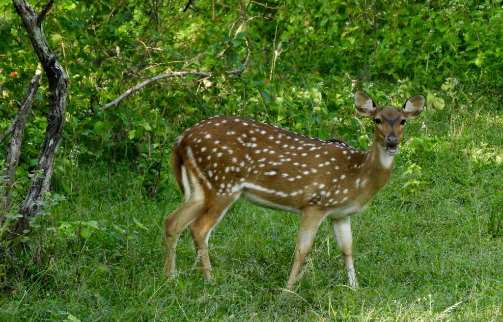 アクティビティ