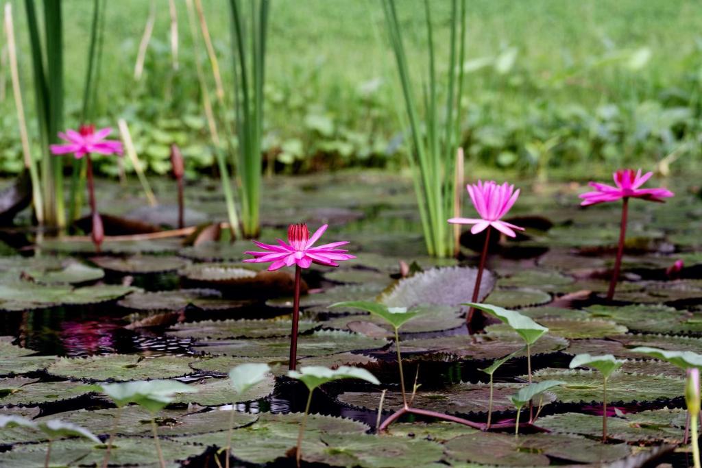 ล็อบบี้