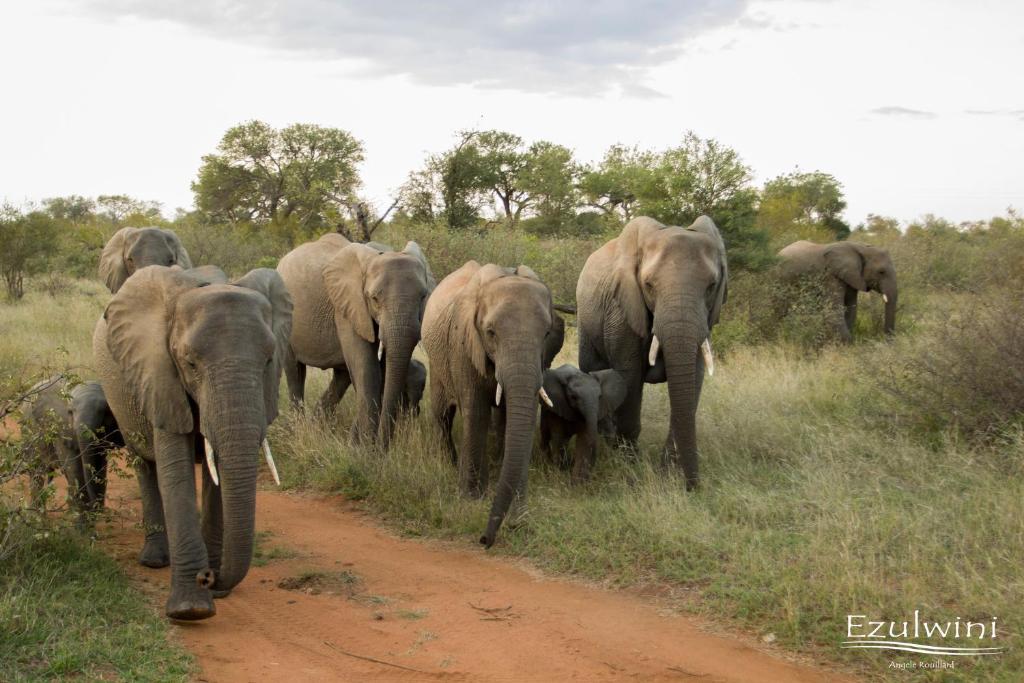 Ezulwini Game Lodges photo