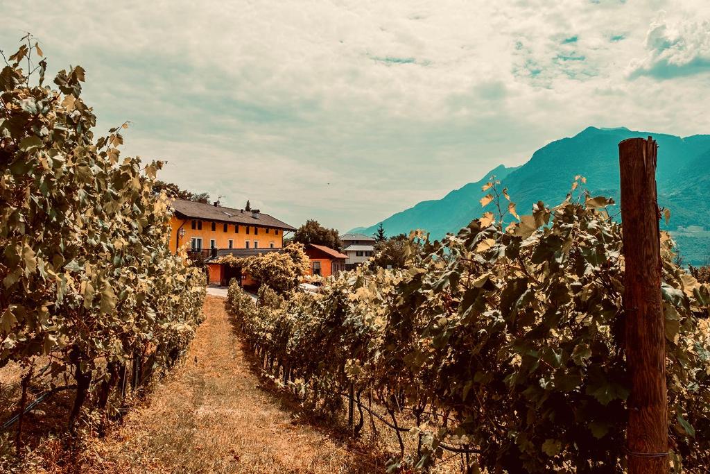 Agriturismo Mas dei Chini - 2