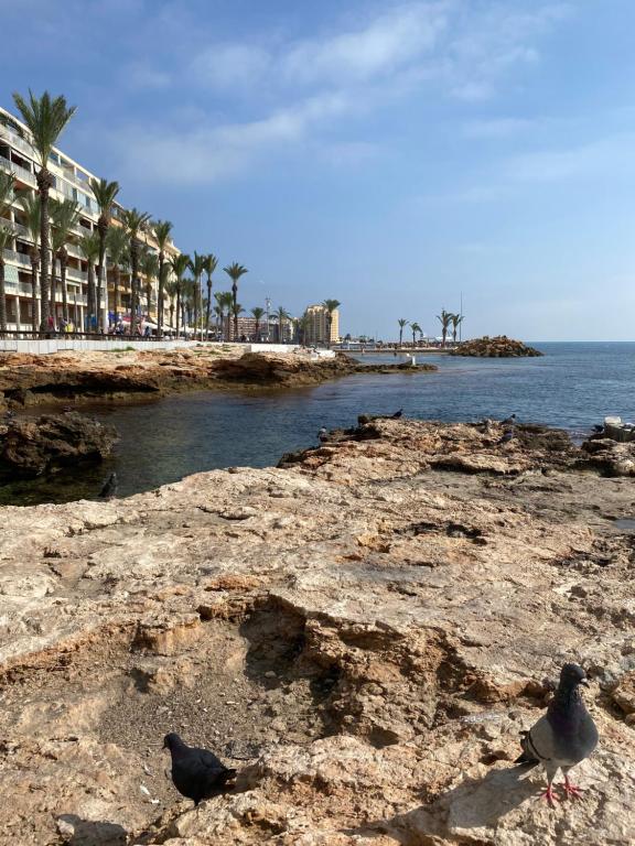 Piso del Mar Azul Torrevieja - 3
