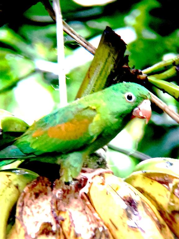 Arenal Rustic Lodge photo