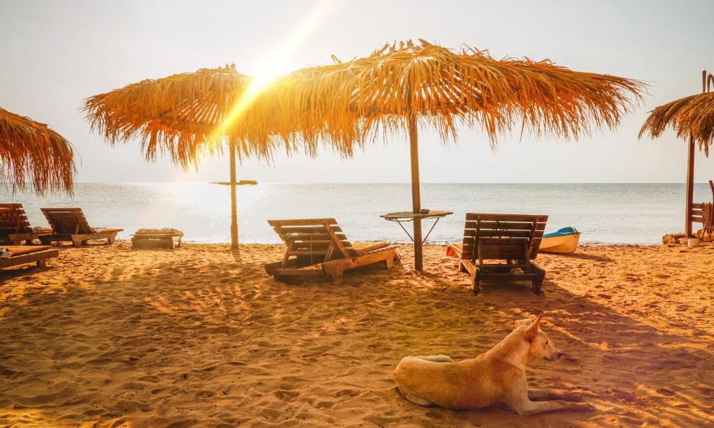 Surfers-Lounge-Dahab Lagoon with Swimming-Pool - Breakfast - Garden - Beduintent - BBQ - Jacuzzi photo