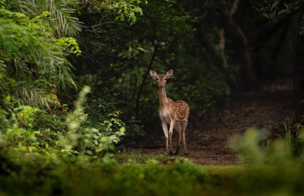 Corbett Life photo