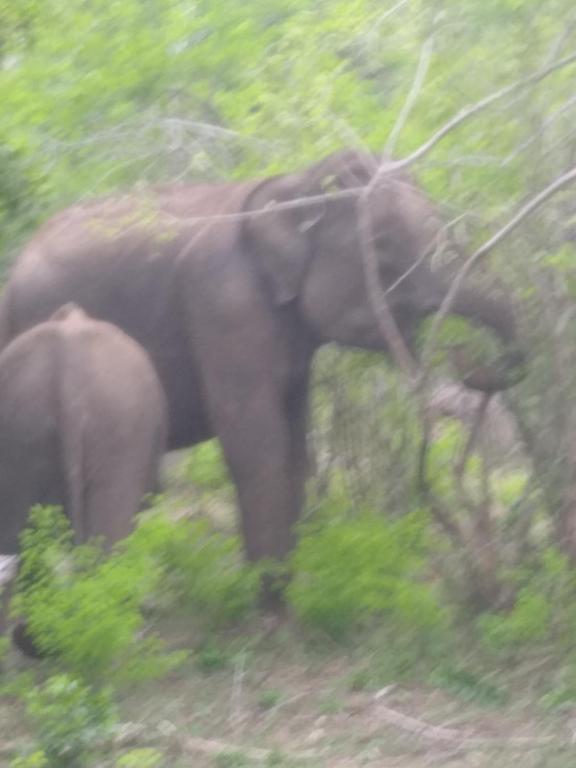 Yala Dream Park photo
