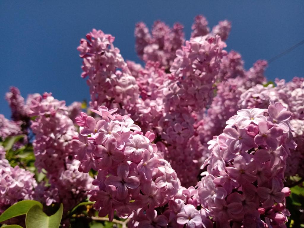 Cabaña Las Lilas - 3