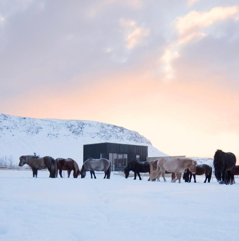 Akurgerði Guesthouse 8 - Country Life Style — Hotel in Hvammsvegur