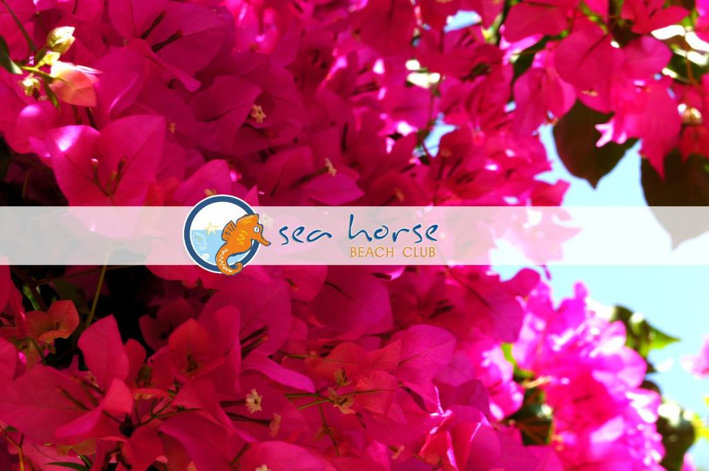 S3 Seahorse Beach Club photo