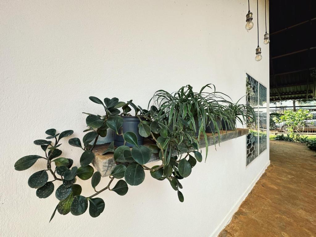 XOM Organic Farm Stay photo