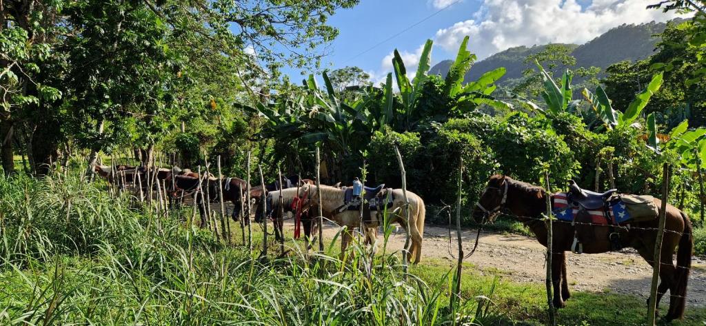 Surrounding environment