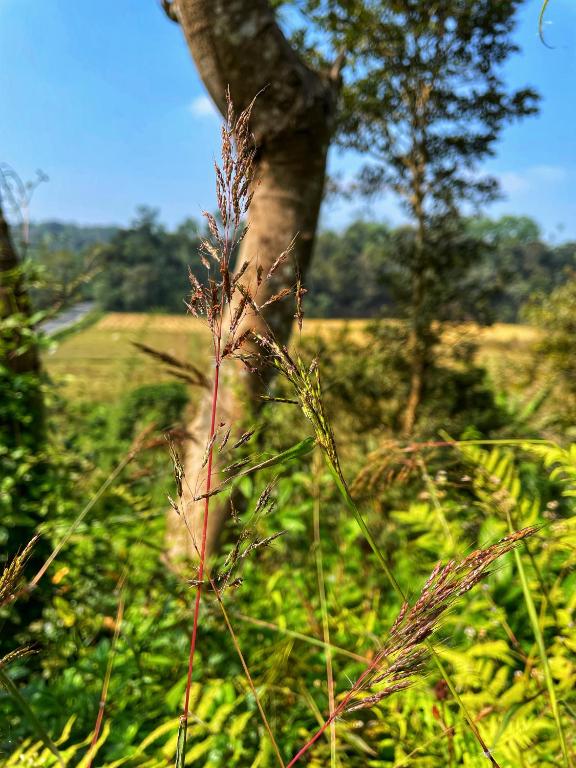 Sandev Homestay photo