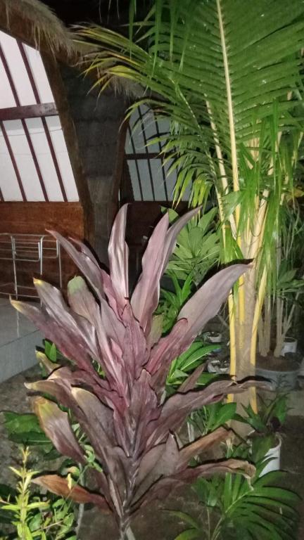 Mirna Homestay photo
