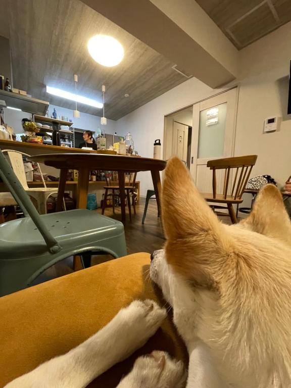 Guesthouse Koa photo