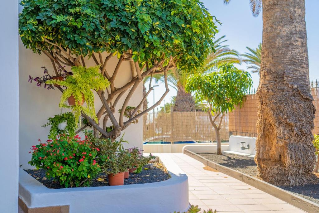 Apartamentos Isla de Lobos - Adults Only — Hotel building in Puerto del Carmen, Canary Islands