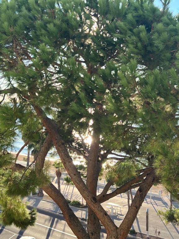 Vacances paradisiaques, Plage Cannes boccacabana, studio - 2