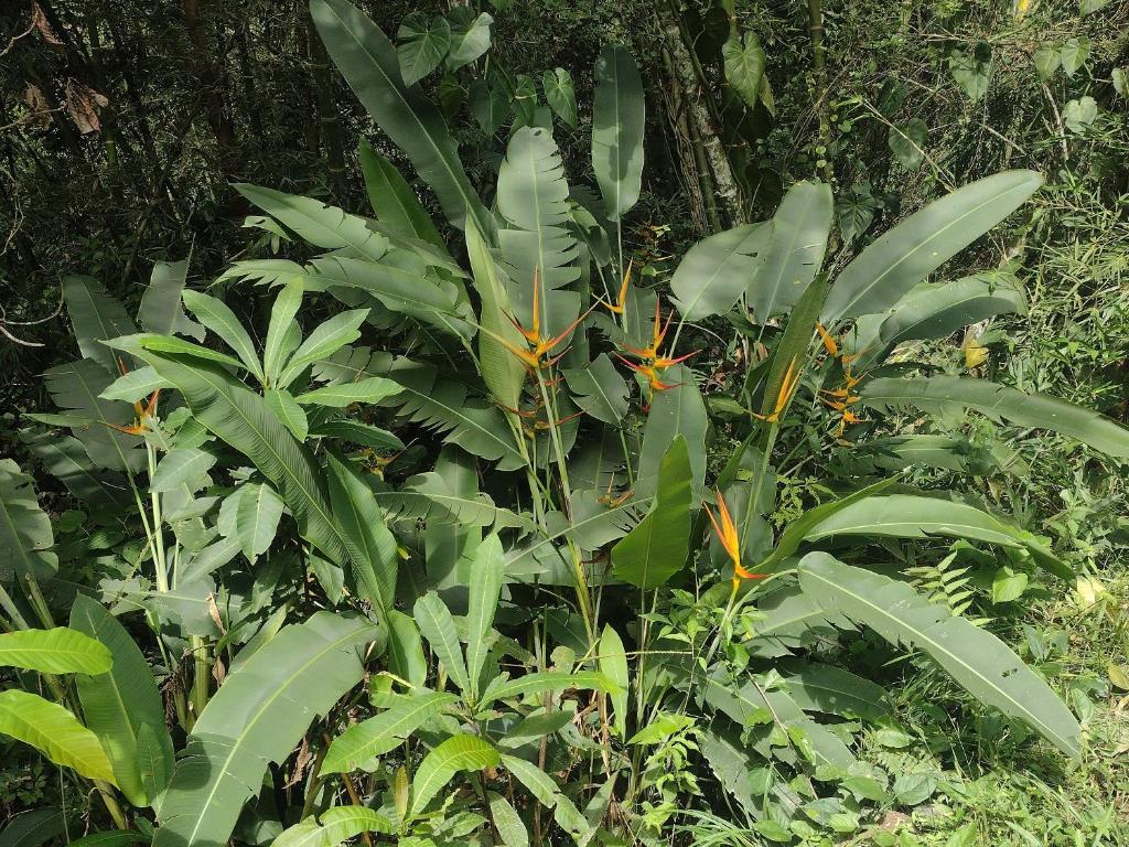 Villa Falian Nido Colibrí - 5