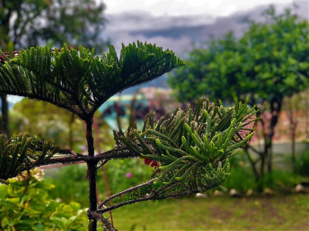 Solan Retreat photo