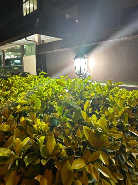 TERINAI TASOH LAKE VIEW RESORT photo