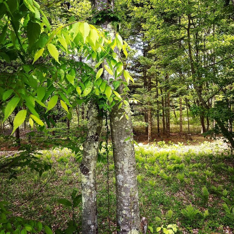 富士ファブリック ステイ photo
