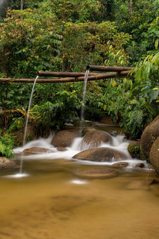 Rain Forest Inn