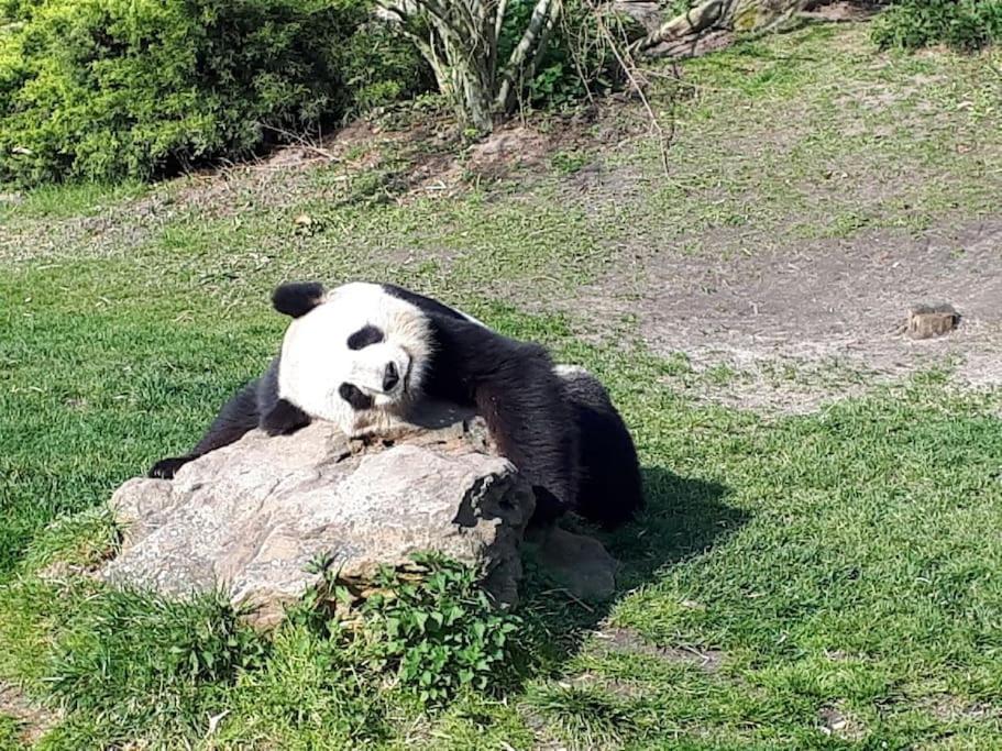 Zoo Zen 6 pers, au coeur de St Aignan - 3