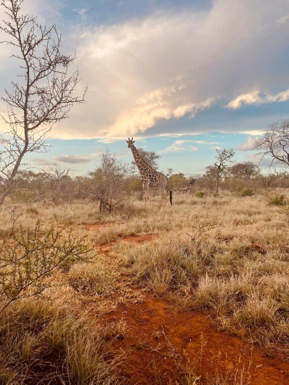 Wild Dog Guest Lodge photo
