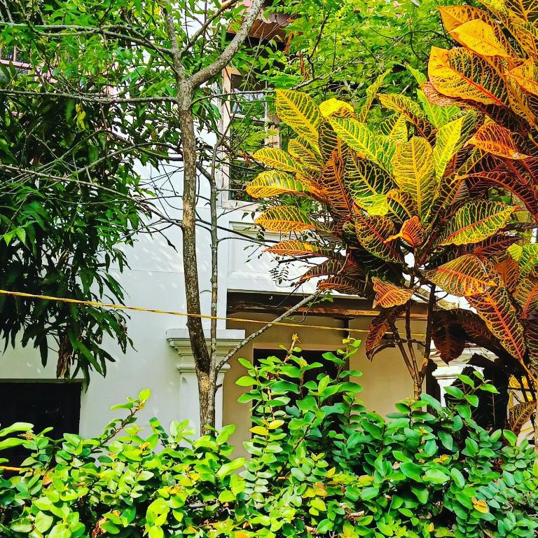 Verdant Heritage Bungalow (Entire 1st Floor) photo