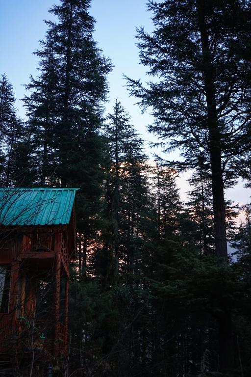 Freebird Nest jibhi photo