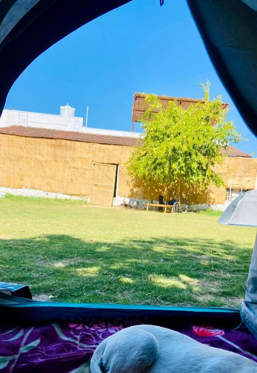 Lazy Staytion Hostel Pushkar photo