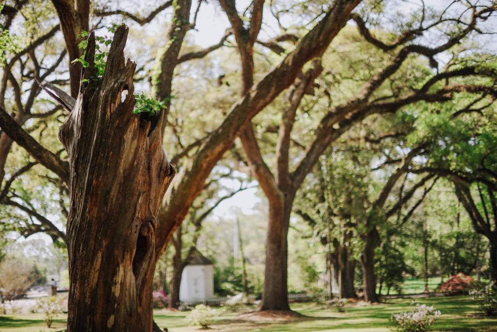 The Myrtles Plantation photo