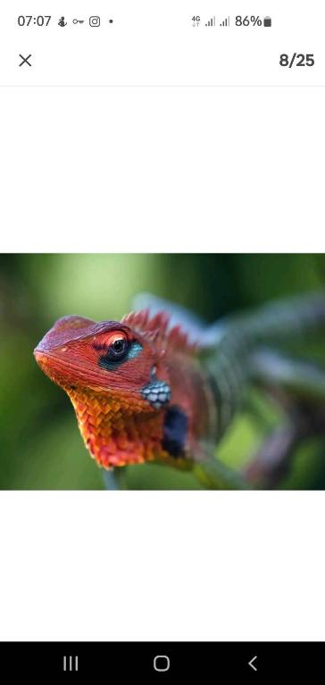 Explore Sinharaja Rain Forest Tour Camp All Inclusive photo