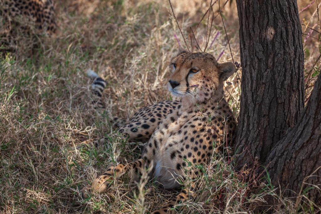 Mawe Tented Camp photo