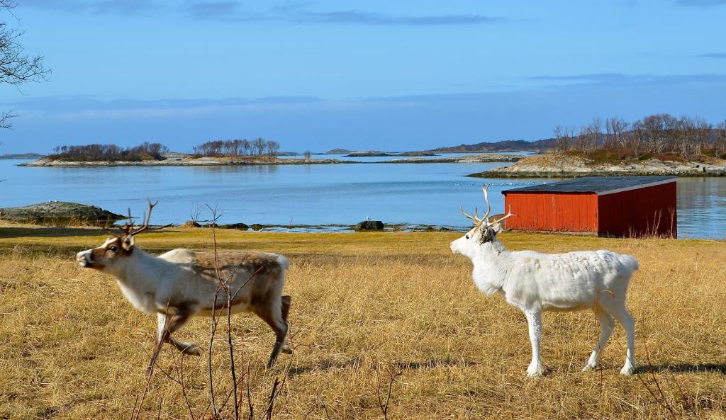 Hamn i Senja photo