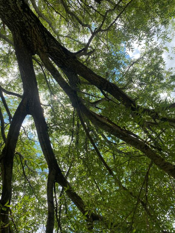 Complejo Las Violetas - 5