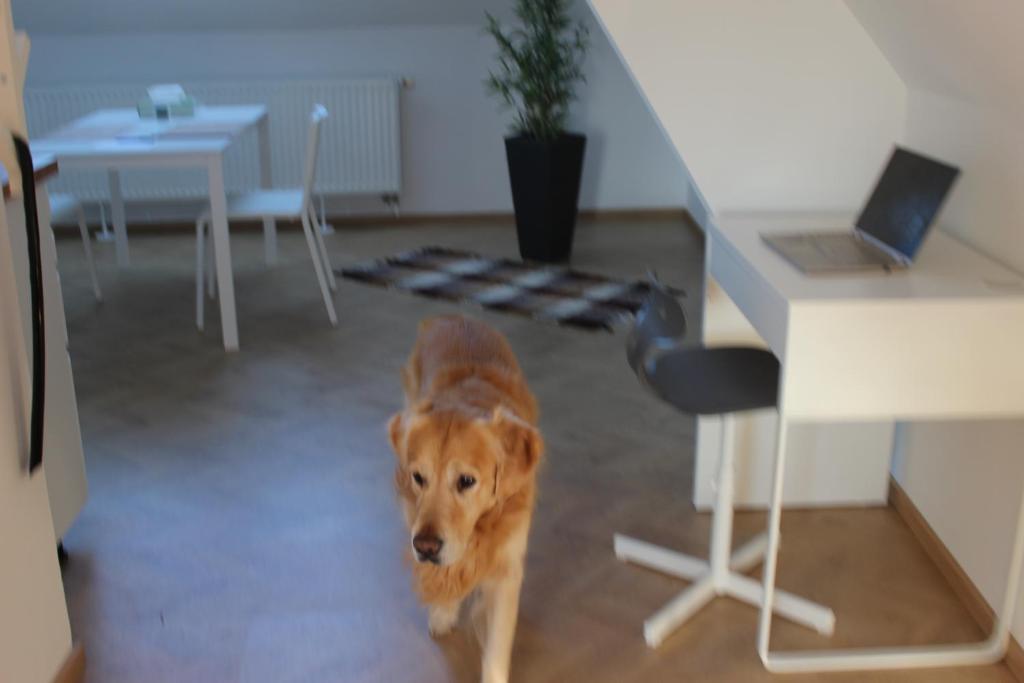 Haus Semmi - 4