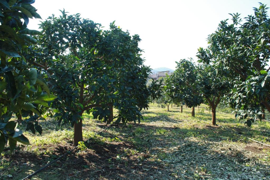 La Minucciola - 5