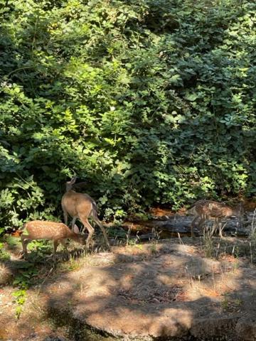 Glen Ellen Inn Secret Cottages photo