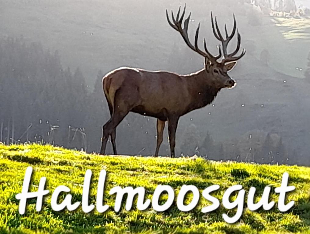 Hallmoosgut - 2