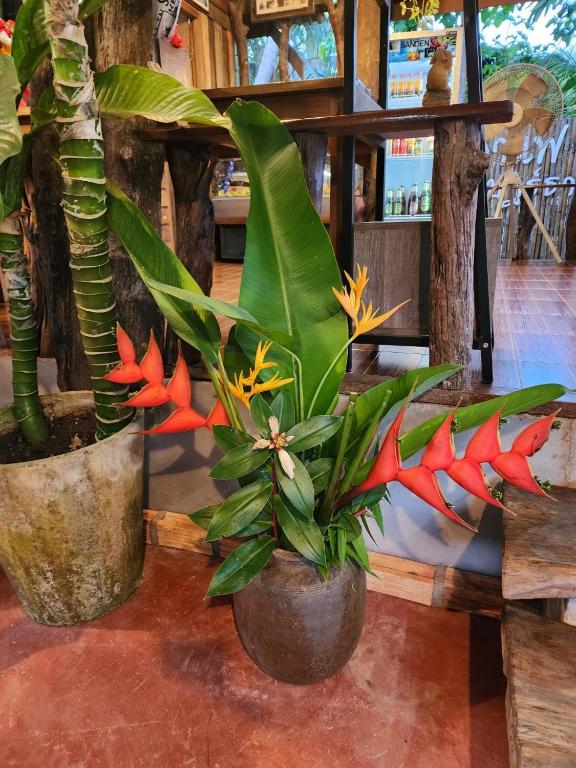 Suankafae Resort สวนกาแฟรีสอร์ท photo