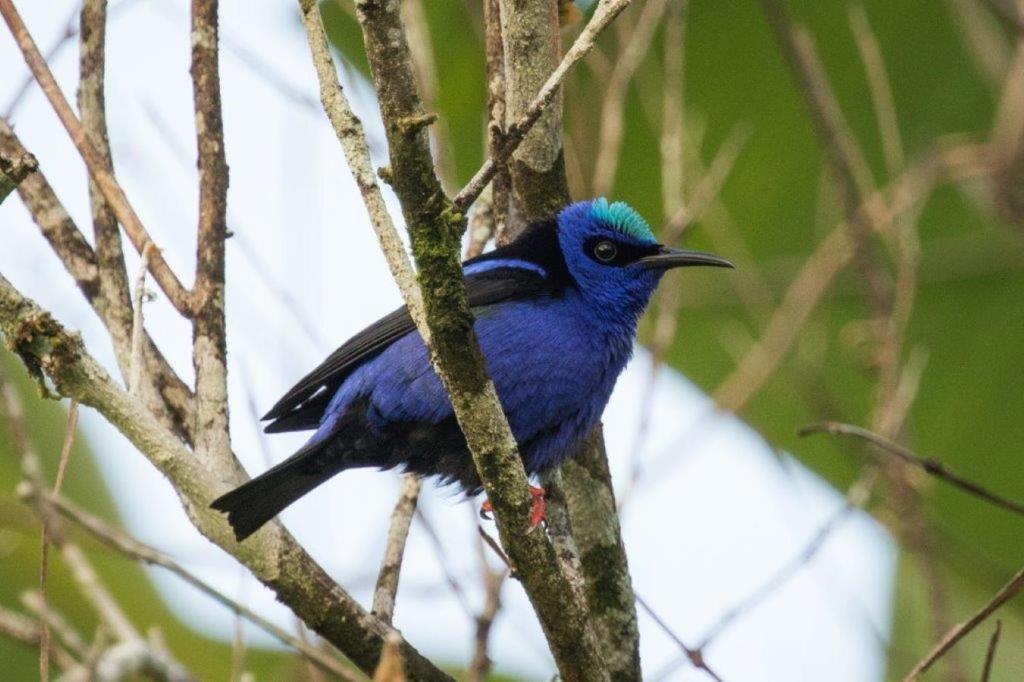 Leatherback Lodge Eco B&amp;B — Hotel in Port Of Spain
