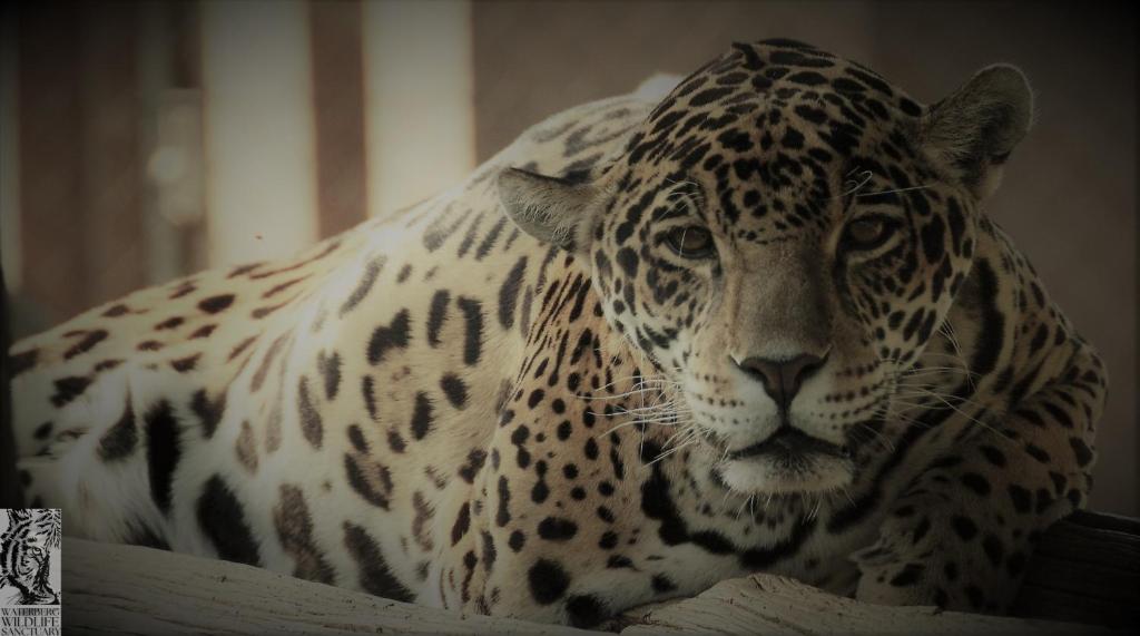Waterberg Predator Park photo