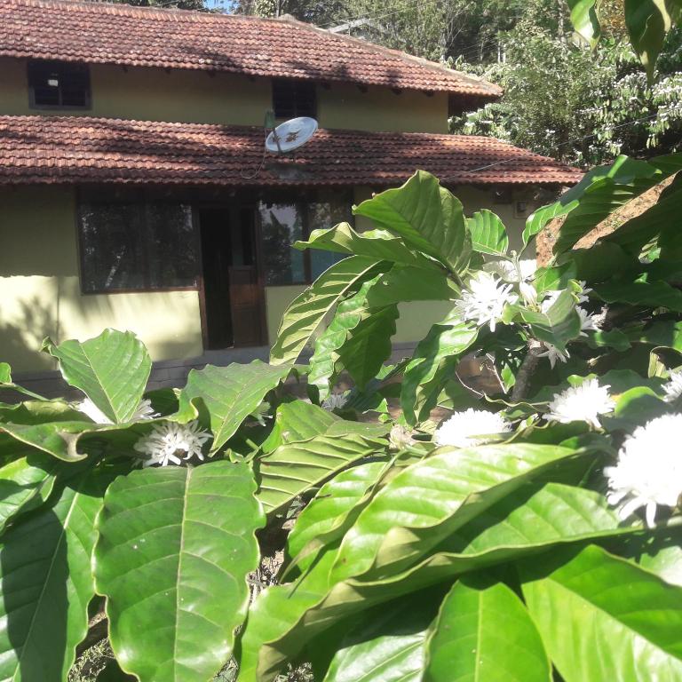 Yellowood Veerajpeta